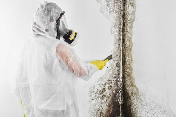 Best Mold Odor Removal Services  in Frankfort, IL