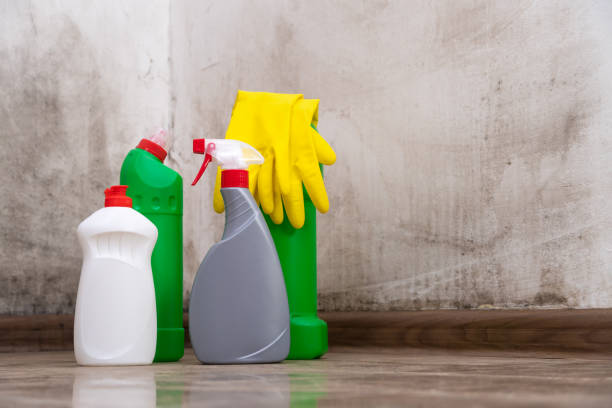 Best Black Mold Removal  in Frankfort, IL